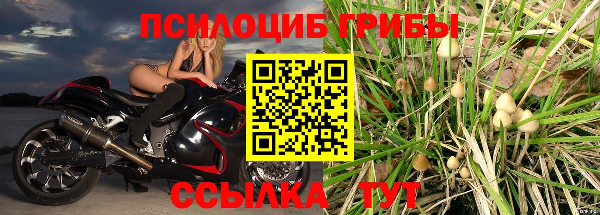 Кунгур  Псилоцибиновые грибы Psilocybe  Вход с VPN  Псилоцибиновые грибы мицелий 